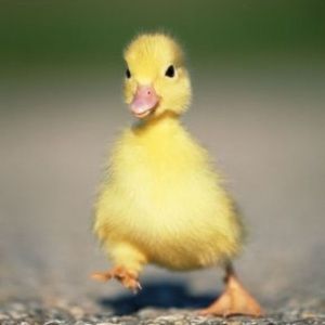 Meet your Posher, Eva